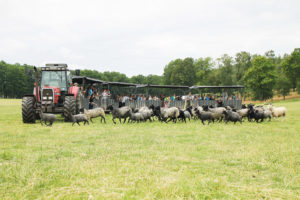Läs mer om artikeln Öströö fårfarm